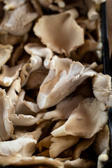 Beautiful picture of fresh mushroom