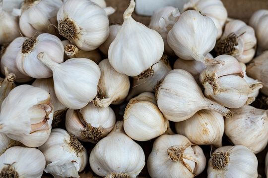 Beautiful picture of fresh garlic