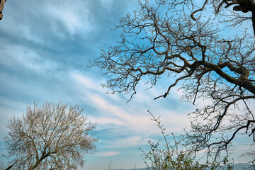 Dried trees and blue sky background. tree branches and damages in a forest during winter but brush sky.