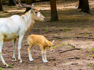 3 weeks old addax antelope calf in an enclosure