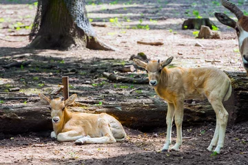 Draagtas 3 weken oud addax antilope kalf in een verblijf © belizar