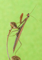 praying mantis