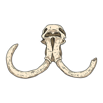 Mammoth fossilized skull with tusks hand drawn sketch image. Animal bones fossil image drawing. Vector stock outline silhouette