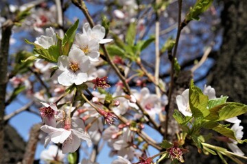 いい枝ぶりの桜