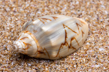 seashell on the beach