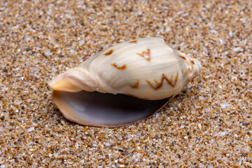 sea shell on the sand
