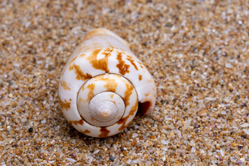 seashell on the beach