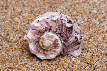 sea shell on the sand