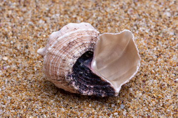seashell on the beach