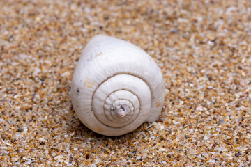 seashell on the beach