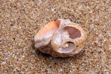 seashell on the beach
