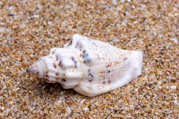 sea shell on the sand