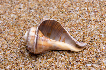 sea shell on the sand