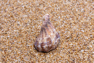 sea shell on the sand