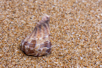 sea shell on the sand
