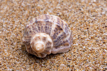 sea shell on the sand