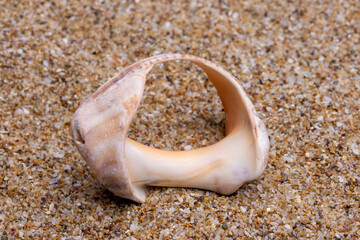 sea shell on the sand