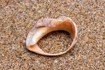 sea shell on the sand