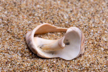 sea shell on the sand