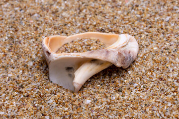 sea shell on the sand