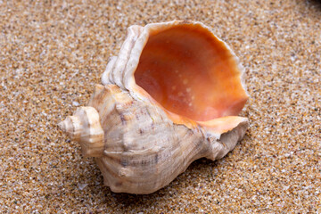 sea shell on the sand
