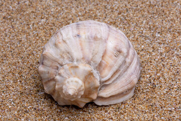 sea shell on the sand