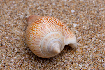 sea shell on the sand