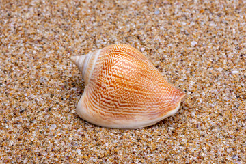 sea shell on the sand