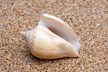 sea shell on the sand