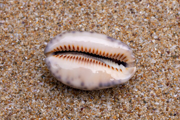 sea shell on the sand