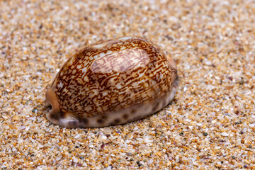 sea shell on the sand