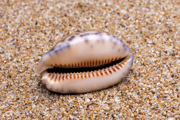 sea shell on the sand