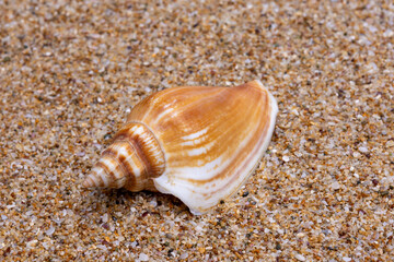 sea shell on the sand