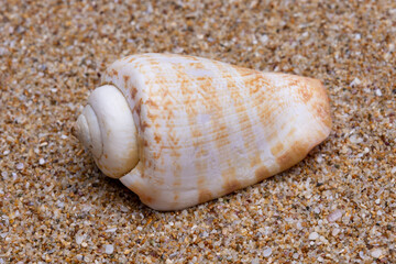 sea shell on the sand