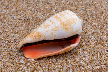 sea shell on the sand