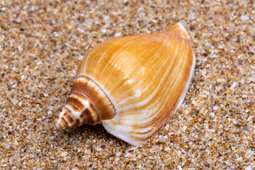 sea shell on the sand