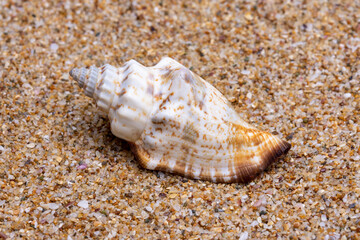 sea shell on the sand