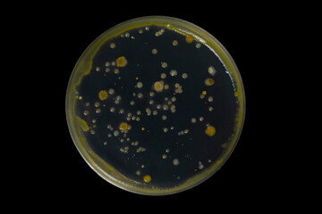 Petri dish and culture media with bacteria on black background with clipping, Test various germs, virus, Coronavirus, Corona, COVID-19, Microbial population count. Food science.