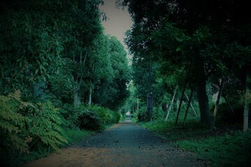 鬱蒼とした小脇道