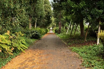 鬱蒼とした小脇道