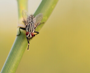 close up of a fly