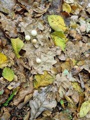 Oak gall, an outgrowth on oak leaves, a carpet of autumn oak leaves