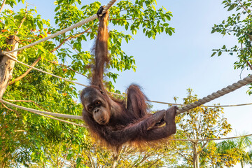 Young Orangutan with funny pose swinging on a rope