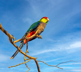 The Red-capped Parrot (Purpureicephalus spurius) is a species of broad-tailed parrot native to southwest Western Australia.