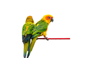 Two parrots on isolated white background