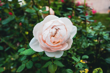 パットオースチン