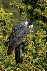 Carnaby's Cockatoo or Carnaby's Black Cockatoo is a large black cockatoo endemic to south-western Australia and threatened by habitat destruction. © Imagevixen