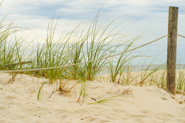 sea grass on the beach 