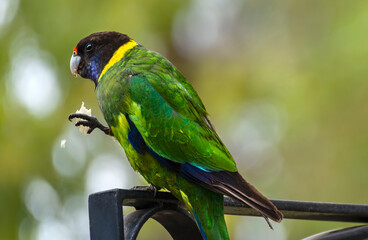Australian ringneck, broad-tailed parrot bird in green blue on ground in Western Australia...