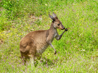 Naklejka na ściany i meble Western Grey Kangaroo (Macropus fuliginosus) Perth Western Australia